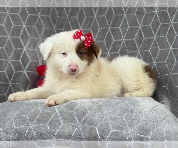 Medium Photo #6 Australian Shepherd Puppy For Sale in LAKELAND, FL, USA