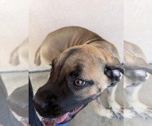 Stella - Female Mutt Dog for Adoption - Photo #2