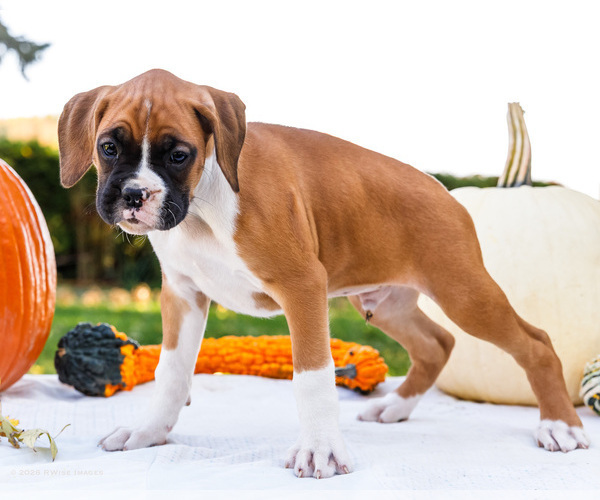Medium Photo #5 Boxer Puppy For Sale in WAKARUSA, IN, USA