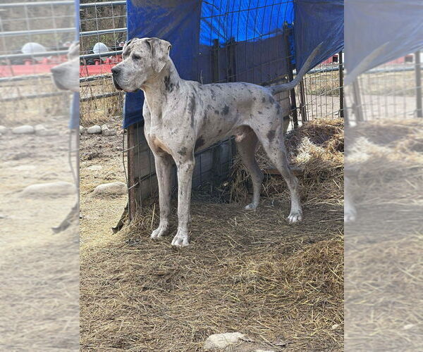 Medium Photo #2 Great Dane Puppy For Sale in Bullard, TX, USA