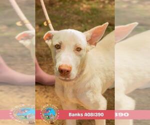 Labrador Retriever-Unknown Mix Dogs for adoption in Mobile, AL, USA