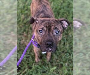 Bull-Boxer Dogs for adoption in Forestville, MD, USA