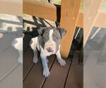 Small #12 Chinese Shar-Pei Mix