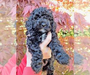 Goldendoodle mix (+ Poodle Miniature) Puppy for sale in ASTORIA, OR, USA