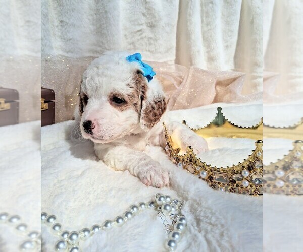 Medium Photo #76 Goldendoodle (Miniature) Puppy For Sale in GASTONIA, NC, USA