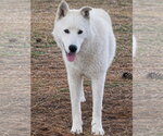 Small Siberian Husky Mix
