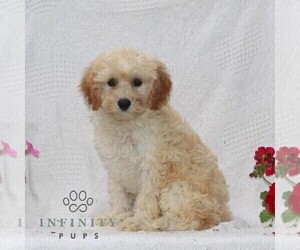 Cavachon Puppy for sale in RISING SUN, MD, USA