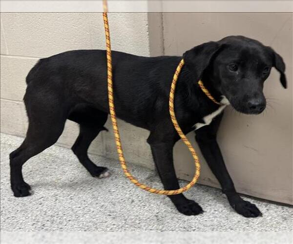 Medium Photo #1 Mutt Puppy For Sale in Conroe, TX, USA