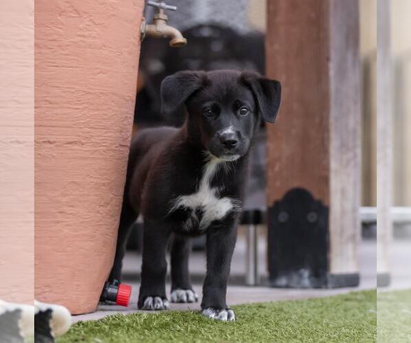 Medium Photo #6 Labrador Retriever-Unknown Mix Puppy For Sale in San Diego, CA, USA
