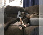 Small Photo #3 American Staffordshire Terrier-Unknown Mix Puppy For Sale in HOUSTON, TX, USA
