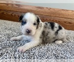 Small #7 Australian Shepherd