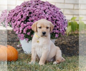 Labrador Retriever Puppy for sale in MORGANTOWN, PA, USA