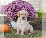 Small Labrador Retriever