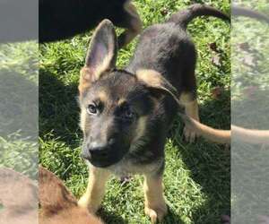 German Shepherd Dog Puppy for sale in RIGA, MI, USA