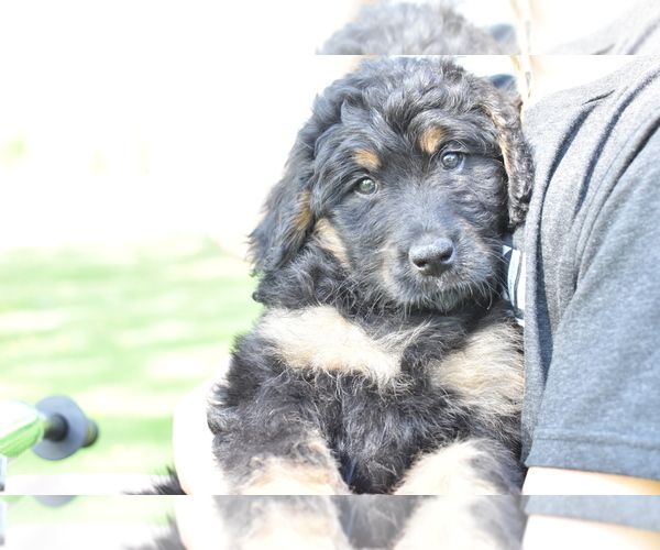 Medium Photo #2 Bernedoodle Puppy For Sale in KENNEDY, MN, USA