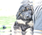 Small Photo #2 Bernedoodle Puppy For Sale in KENNEDY, MN, USA