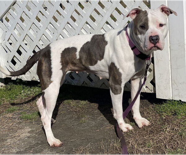 Medium Photo #7 American Pit Bull Terrier-Unknown Mix Puppy For Sale in Virginia Beach, VA, USA