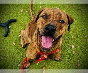 Staffordshire Bull Terrier Dogs for adoption in Orlando, FL, USA