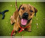 Small Staffordshire Bull Terrier