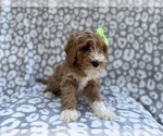 Small #5 Cavapoo (Miniature)