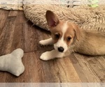 Small #5 Pembroke Welsh Corgi