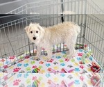 Small #8 Schnoodle (Miniature)