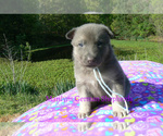 Small #2 German Shepherd Dog
