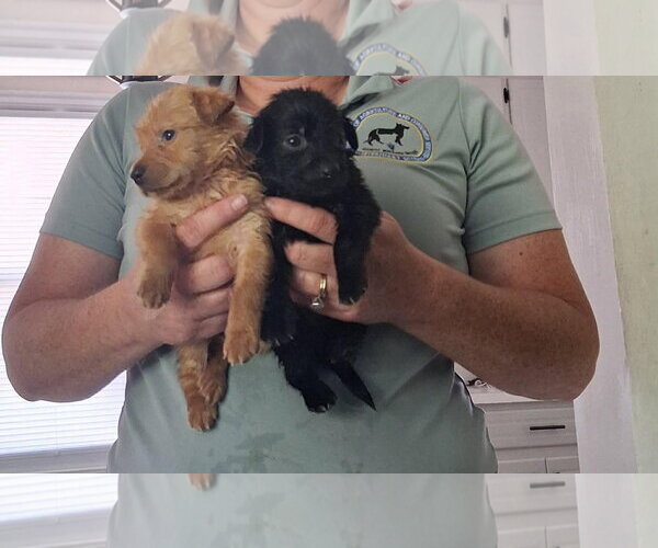 Medium Photo #3 Chihuahua-Unknown Mix Puppy For Sale in Holly Springs, NC, USA