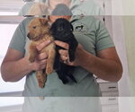 Small #2 Chihuahua Mix