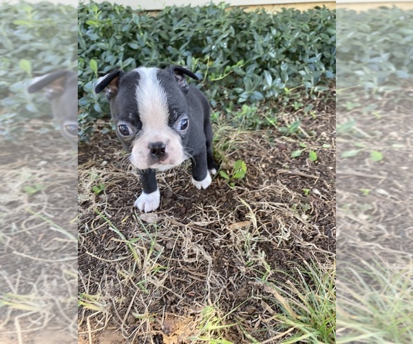 Medium Photo #1 Boston Terrier Puppy For Sale in FREDONIA, KS, USA