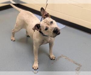 American Pit Bull Terrier Dogs for adoption in Denver, CO, USA