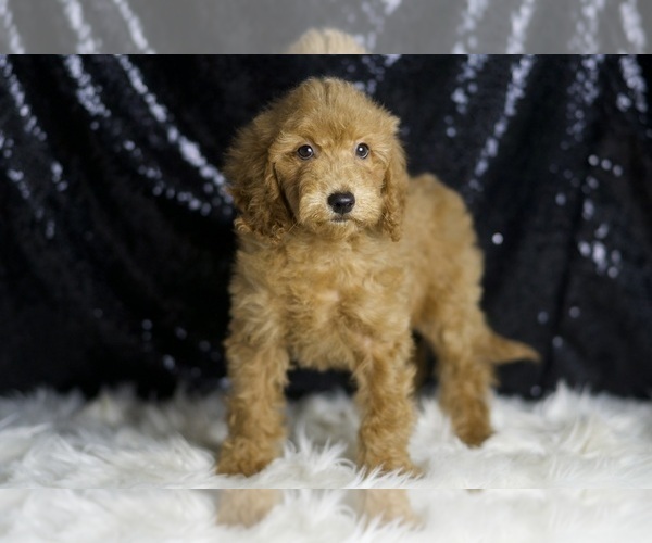 Medium Photo #4 Goldendoodle (Miniature) Puppy For Sale in WARSAW, IN, USA