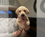 Small Photo #1 Labrador Retriever Puppy For Sale in GREENVILLE, NC, USA