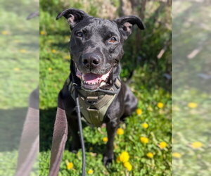Labrador Retriever-Unknown Mix Dogs for adoption in Vaughan, Ontario, Canada