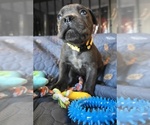 Small #8 Cane Corso