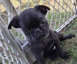 Small Photo #6 Pug Puppy For Sale in HILLSDALE, MI, USA
