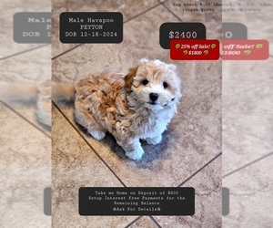 Poovanese Puppy for sale in TUCSON, AZ, USA