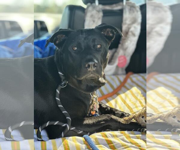 Medium Photo #2 Labrador Retriever-Unknown Mix Puppy For Sale in Coldwater, MI, USA