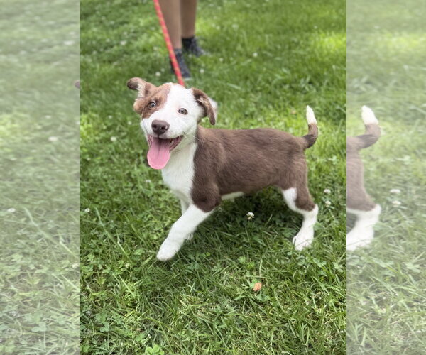 Medium Photo #1 Australian Shepherd Puppy For Sale in Yardley, PA, USA