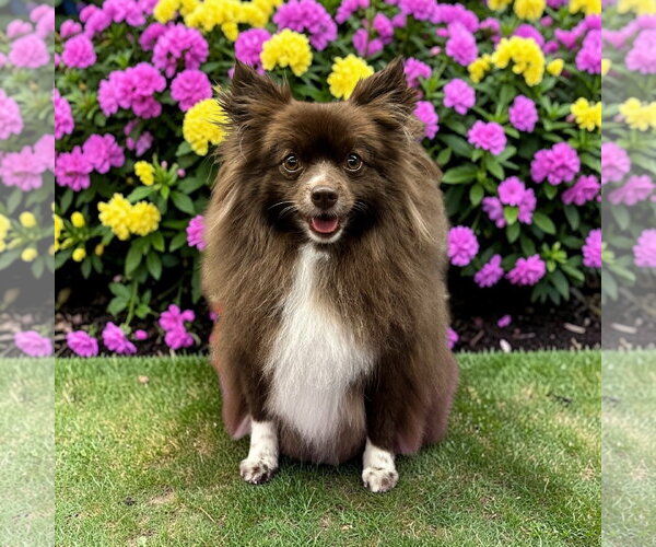 Medium Photo #1 Pomeranian Puppy For Sale in Lexington, SC, USA