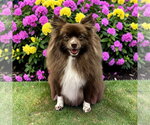 Coco - Female Pomeranian Dog for Adoption - Small photo