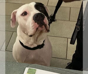 American Pit Bull Terrier-Unknown Mix Dogs for adoption in Virginia Beach, VA, USA