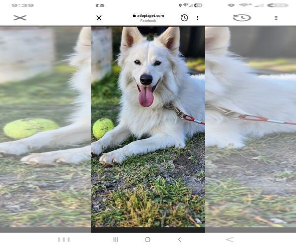 Medium Photo #6 American Eskimo Dog Puppy For Sale in Pikesville, MD, USA