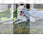 Small #5 American Eskimo Dog