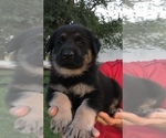 Small Photo #46 German Shepherd Dog Puppy For Sale in APLINGTON, IA, USA