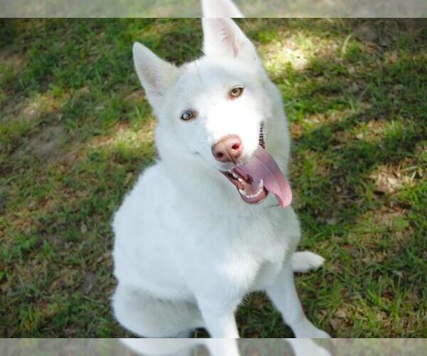 Medium Photo #1 Siberian Husky-Unknown Mix Puppy For Sale in Tallahassee, FL, USA