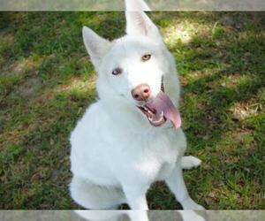 Siberian Husky-Unknown Mix Dogs for adoption in Tallahassee, FL, USA