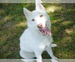 Small Siberian Husky Mix