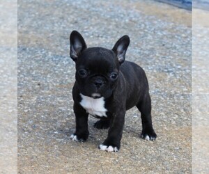 Faux Frenchbo Bulldog Puppy for sale in GORDONVILLE, PA, USA