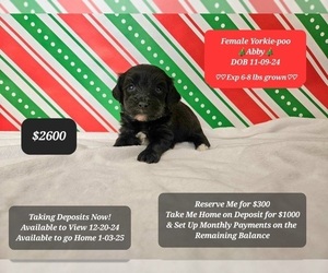 YorkiePoo Puppy for sale in TUCSON, AZ, USA